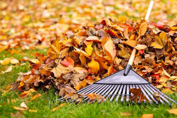 Cost of Leaves Removal in Spokane