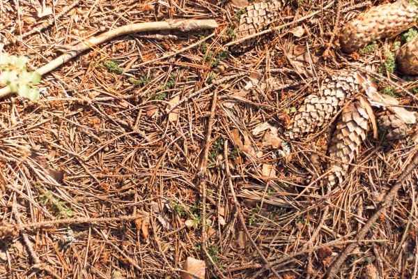 Cost of Pine Needles Removal in Spokane