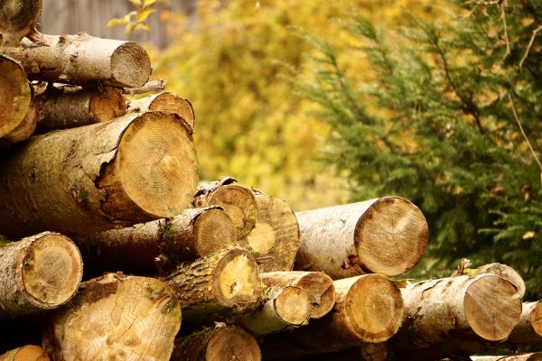 Cost of Wood Pile Removal in Spokane