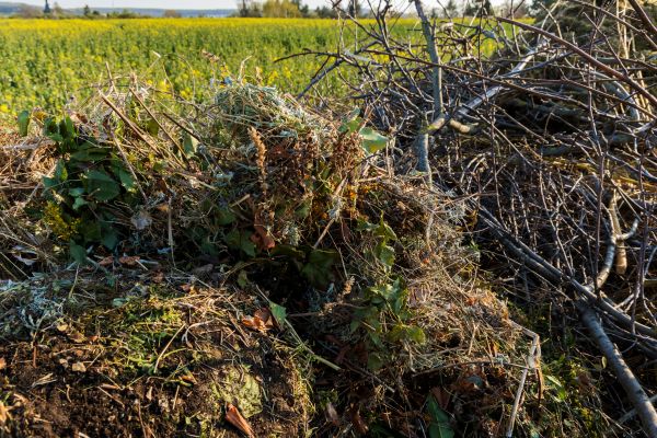 Cost of Brush Disposal in Spokane