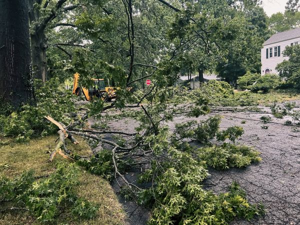 Cost of Tree Branch Disposal in Spokane