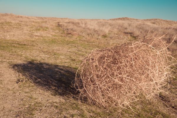 Cost of Tumbleweed Removal in Spokane