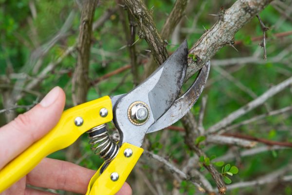 Cost of Limbs Removal in Spokane