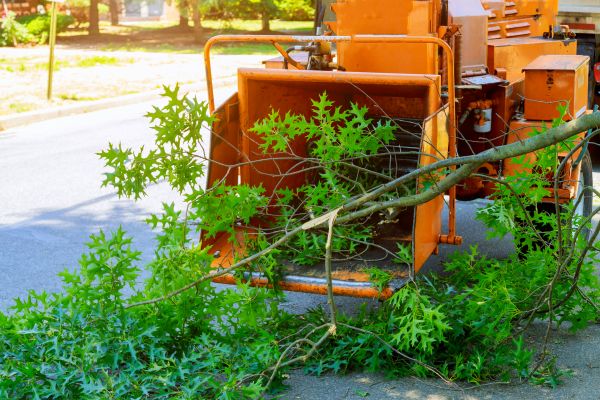 Cost of Tree Branches Removal in Spokane