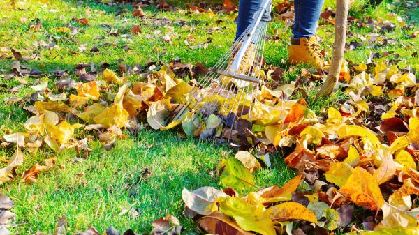 Cost of Lawn Cleanup Service in Spokane