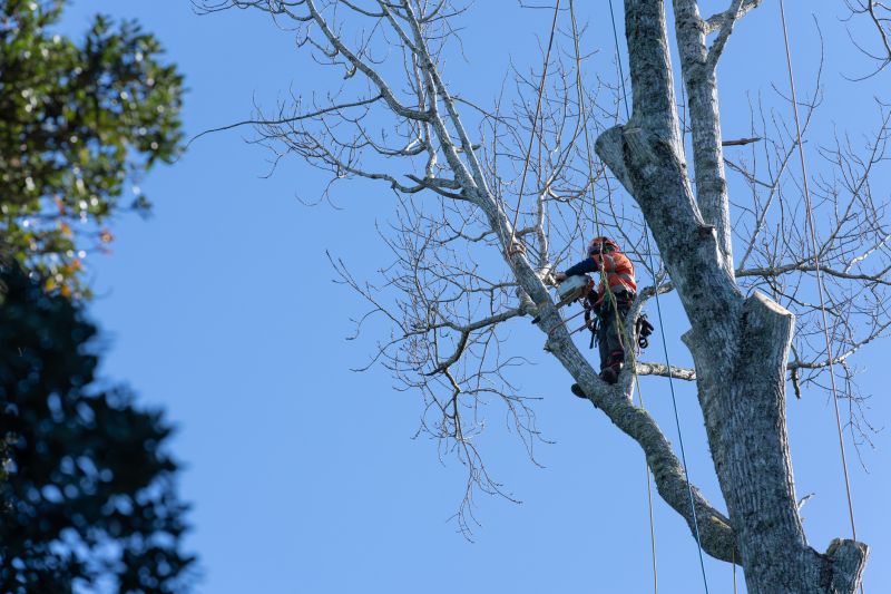 Tree and Brush Removal Services